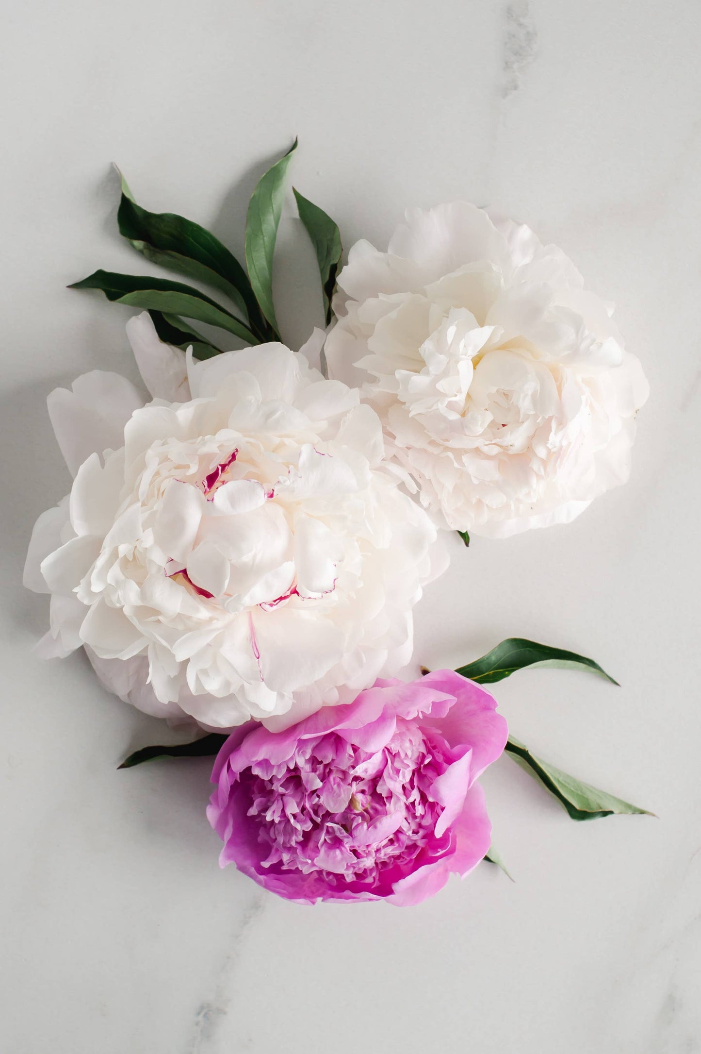 This set includes three Vintage Peony Soaps, two in white and one in pink color. The soaps are shaped with delicate peony flowers and leaves. Comes with an additional Shea Butter Soap. The product is displayed on a gray marble surface. Please note, marble surface not included. No further size options available for this product set.