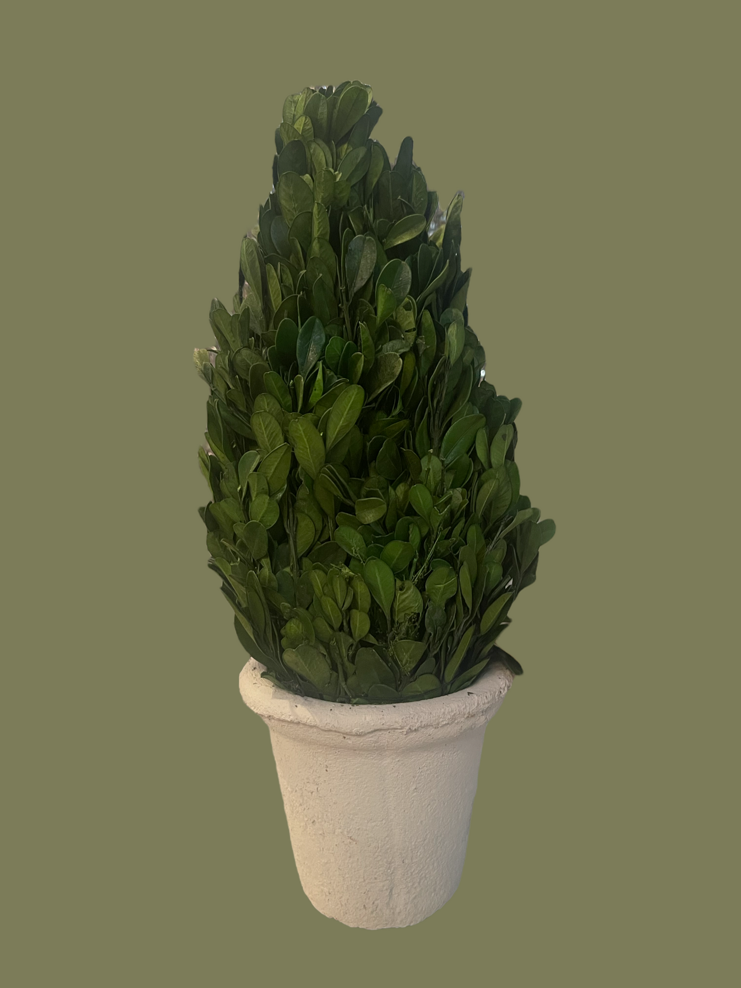 Preserved Boxwood Cone Topiary with dense, dark green leaves in a white 4-inch textured clay pot. Available in 4-inch size.