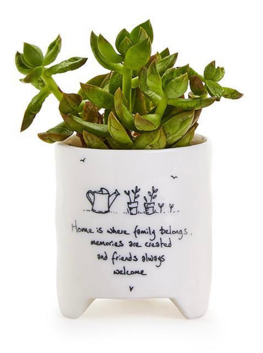 White ceramic planter pot with hand-drawn potted plants and quote. Includes a green succulent. Available in small and medium sizes.