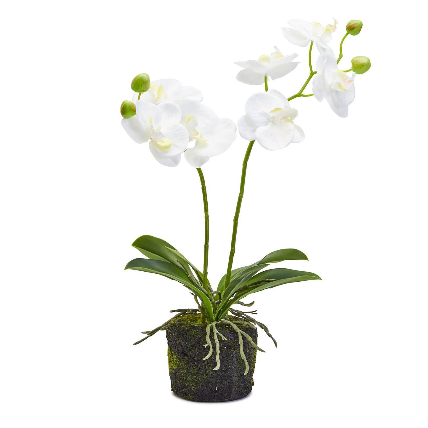 White Butterfly Orchid with white blooms, green buds, long leaves, and visible roots in a mossy pot. Available in 2 sizes.