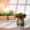 The Jar - Jade Succulent in a clear glass jar planter. Available in small, medium, and large sizes.