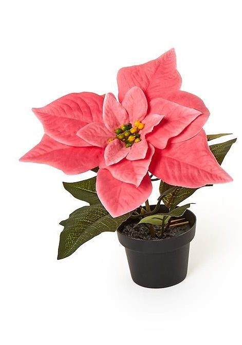 Pink Festive Flower Market Faux Poinsettia in a black pot.