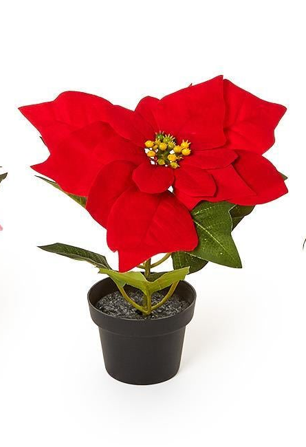 Festive Flower Market Faux Poinsettia in a black pot with red bracts, green leaves, and a yellow center.