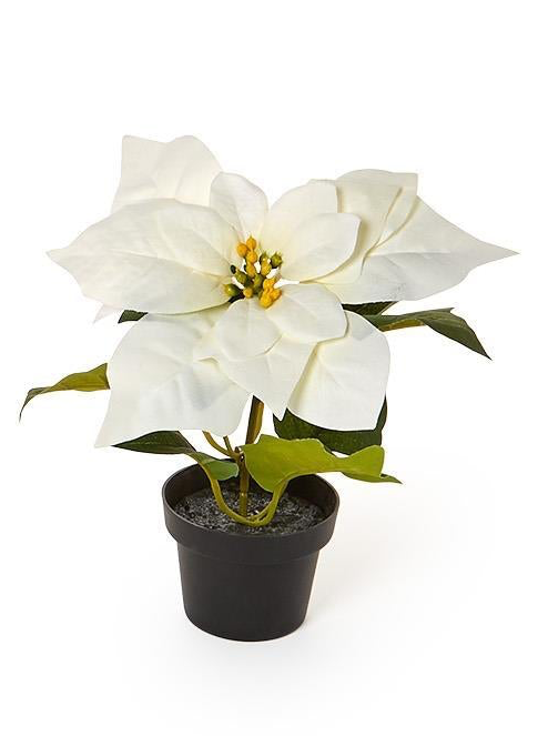 Festive Flower Market Faux Poinsettia, an artificial white plant with yellow centers in a small black pot.
