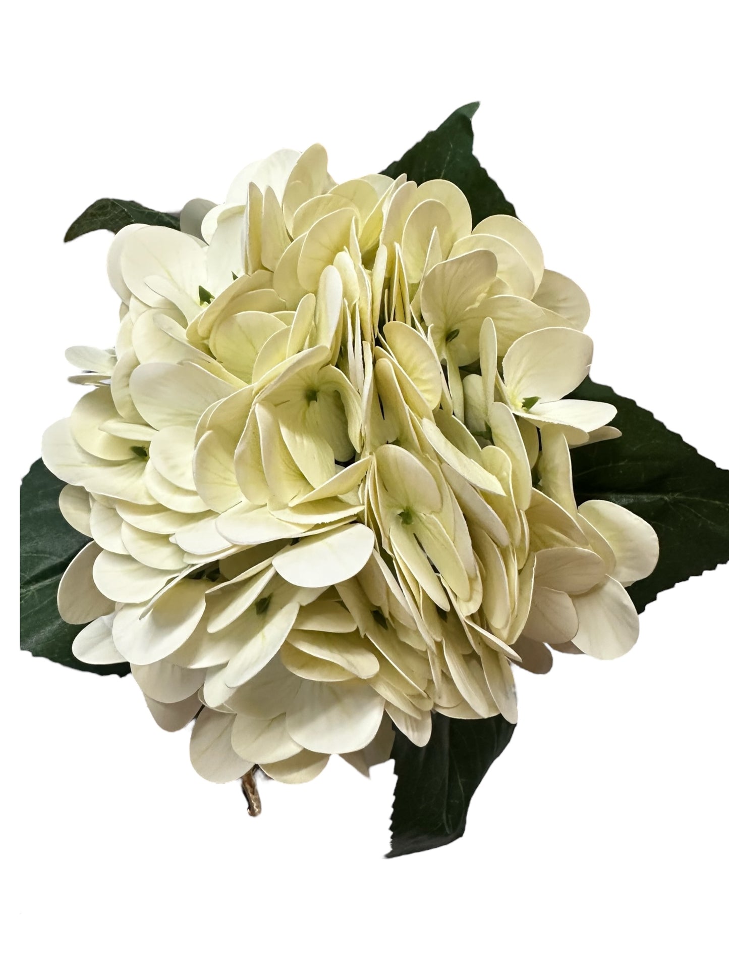 Cluster of cream hydrangea flowers with dark green leaves. Available sizes: small, medium, large.
