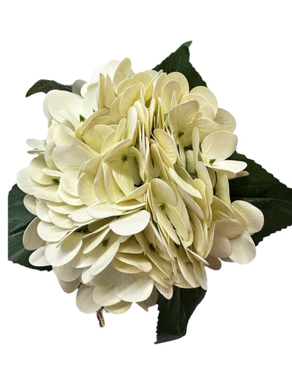 Cluster of cream hydrangea flowers with dark green leaves. Available sizes: small, medium, large.