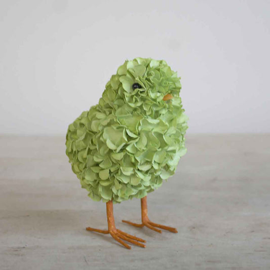 Hydrangea Chick