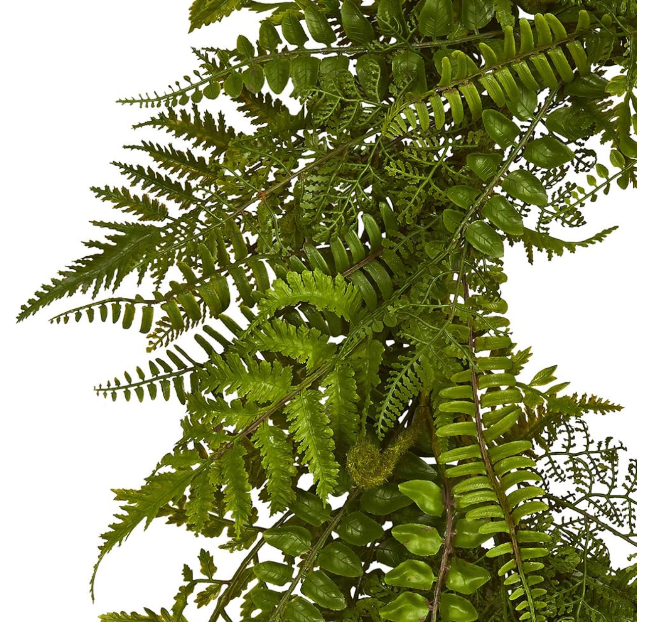 Fern 24 in Wreath