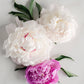 This set includes three Vintage Peony Soaps, two in white and one in pink color. The soaps are shaped with delicate peony flowers and leaves. Comes with an additional Shea Butter Soap. The product is displayed on a gray marble surface. Please note, marble surface not included. No further size options available for this product set.
