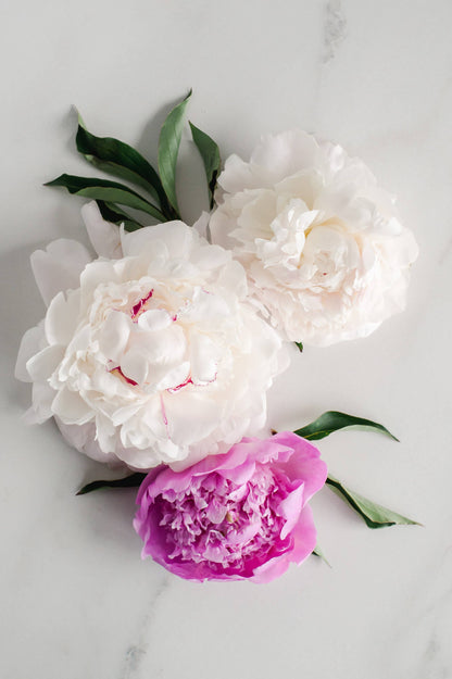 This set includes three Vintage Peony Soaps, two in white and one in pink color. The soaps are shaped with delicate peony flowers and leaves. Comes with an additional Shea Butter Soap. The product is displayed on a gray marble surface. Please note, marble surface not included. No further size options available for this product set.
