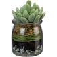 Jade plant in a clear glass jar with green twine, brown moss, soil, and gray pebbles. Sizes: small, medium, large.