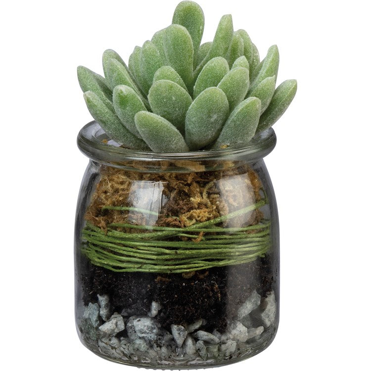 Jade plant in a clear glass jar with green twine, brown moss, soil, and gray pebbles. Sizes: small, medium, large.