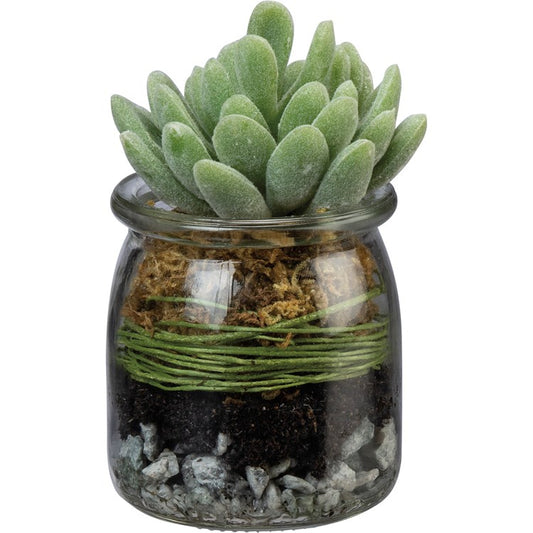 Jade plant in a clear glass jar with green twine, brown moss, soil, and gray pebbles. Sizes: small, medium, large.