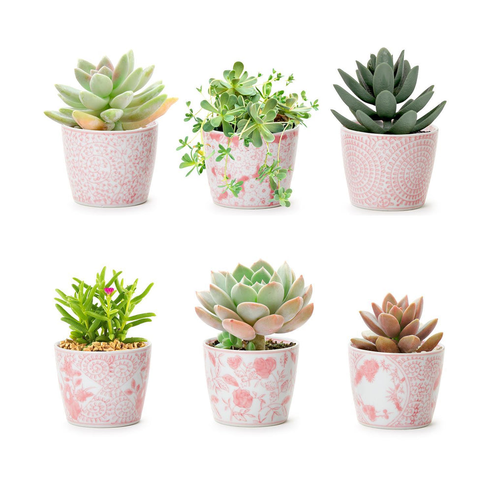 Six small succulents in Pink Chinoiserie Cachepot ceramic pots. Available sizes: small. Unique green shapes in each pot.