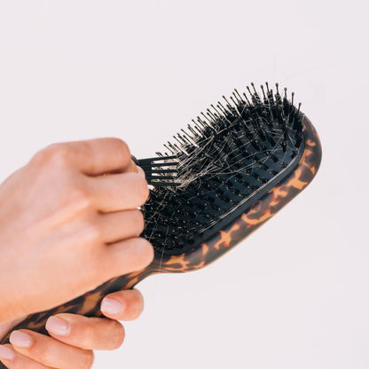 Boar Bristle Hair Brush | Tortoise, bristles being cleaned; available in Small, Medium, and Large sizes.