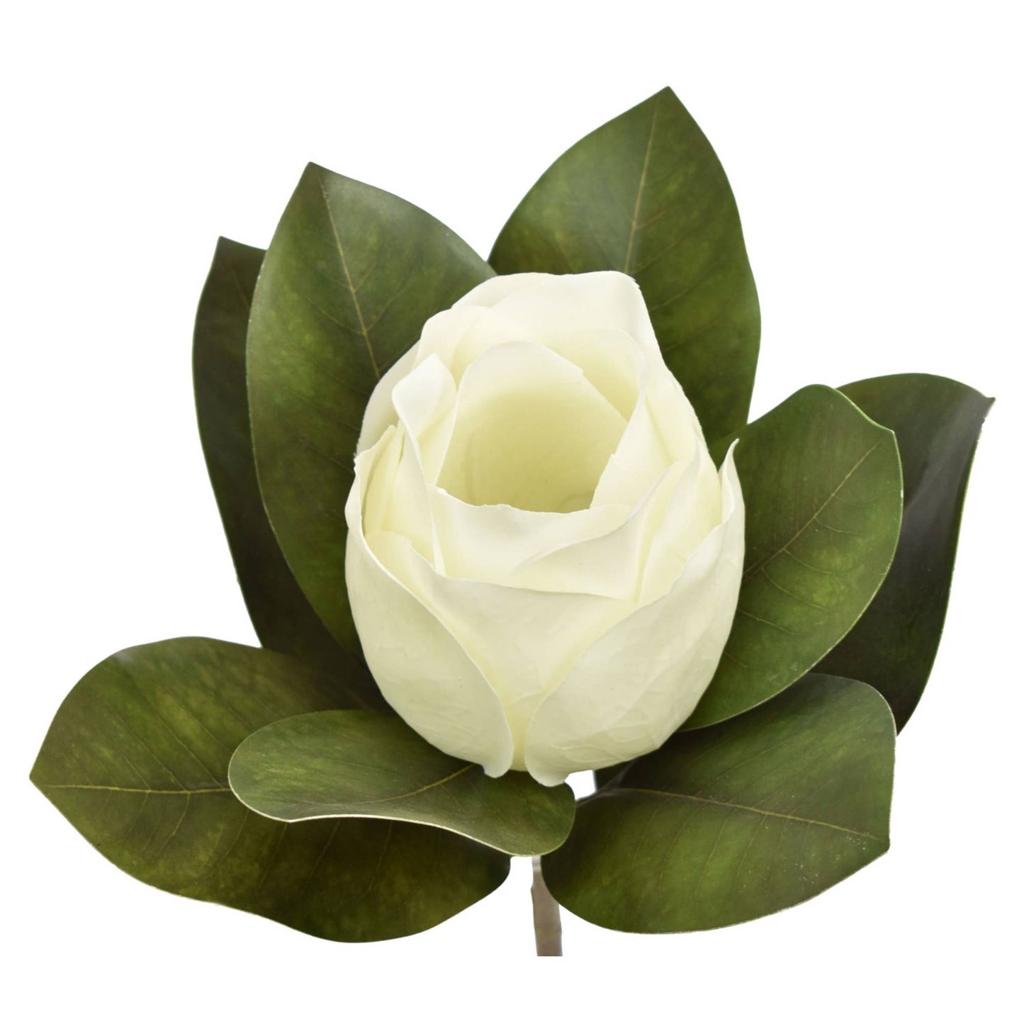 White magnolia flower with green leaves