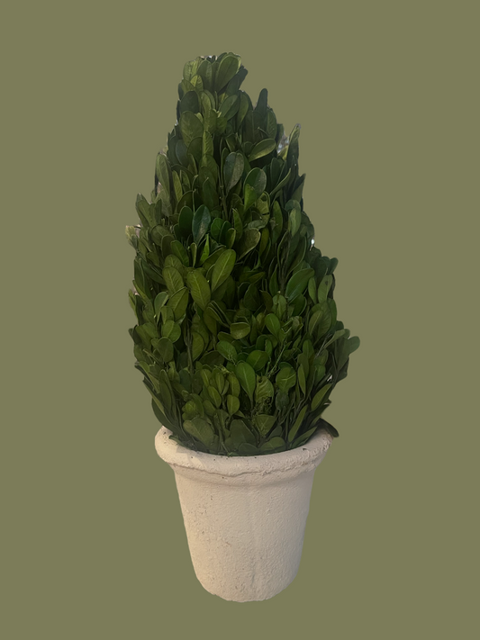 Preserved Boxwood Cone Topiary in White Clay Pot