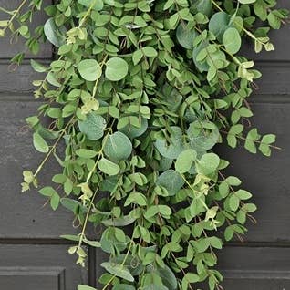 This product is a 29in Teardrop-Mixed Eucalyptus vine arrangement. The vines feature small, teardrop leaves and are set against a dark gray wooden background. This creates an attractive natural contrast. Available in one size only - 29 inches.