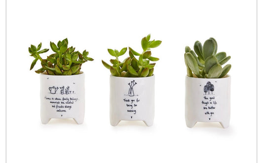 White ceramic Multipurpose Planter Pots with simple art, motivational quotes; available in small size for succulents.