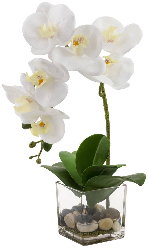 tall white orchid plant with white & yellow petals and tall green stem with green leaves. In a glass vase with stones and moss.