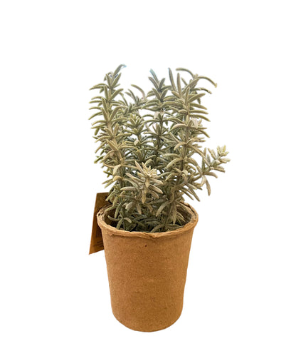Faux rosemary herb with green, needle-like leaves in a brown biodegradable pot. Available sizes: small, medium, large.