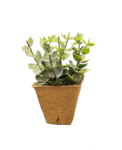 Faux Plant with thick green succulent leaves in a brown textured paper pot. Available sizes: small, medium, large.