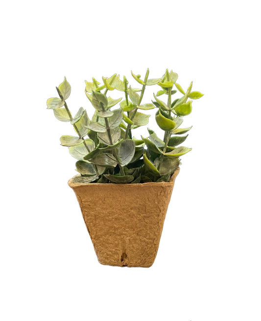 Faux Plant with thick green succulent leaves in a brown textured paper pot. Available sizes: small, medium, large.