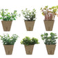 Six small faux plants in light brown paper pots with unique green foliage. Available in a set arranged in two rows.